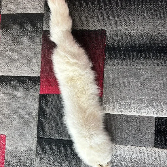 Luxurious Arctic Fox Fur Pelt - Picture 1 of 3